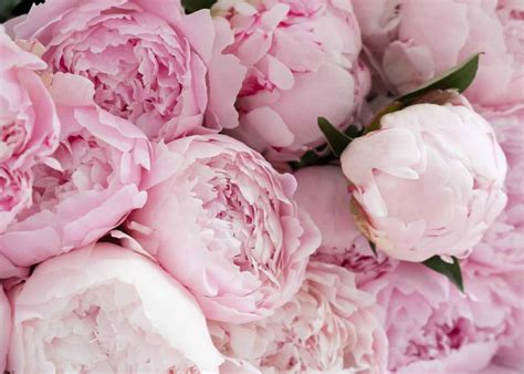 what flowers are similar to roses